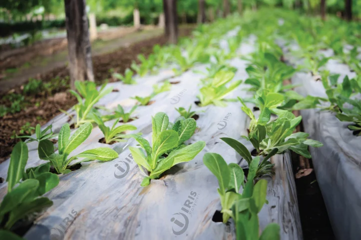 Mulch Films
