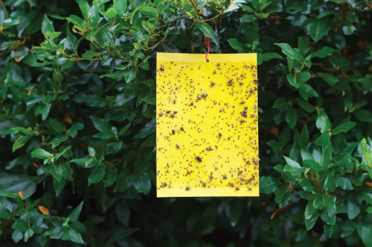 Pheromone Trap